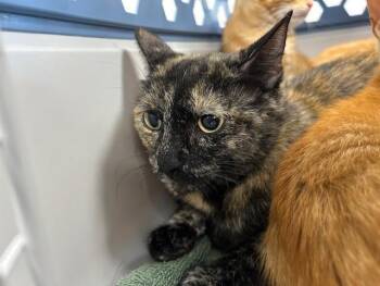 Domestic Short Hair Cats Available for Adoption in Ocala, Florida - A383325 | PetCurious