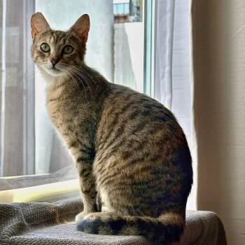 Domestic Short Hair Cats Available for Adoption in Long Beach, California - Demi | PetCurious