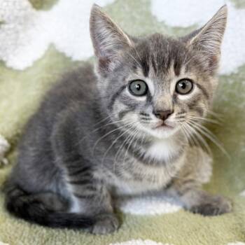 Filbert -  Domestic Short Hair Cat for Adoption in Mt. Juliet, Tennessee - Filbert | PetCurious
