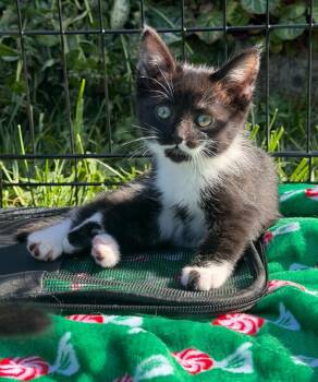 26-09 Iona -  Domestic Short Hair Cat for Adoption in St. Helens, Oregon - 26-09 Iona | PetCurious