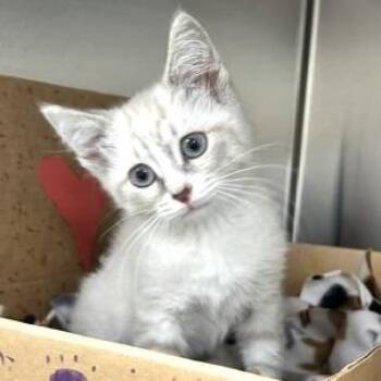 Orla -  Domestic Short Hair Cat for Adoption - Orla | PetCurious