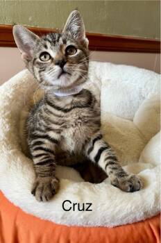 Rescue Domestic Short Hair Cats for Adoption in Seven Valleys, Pennsylvania - Cruz | PetCurious