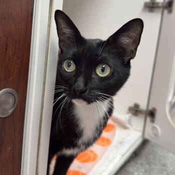 Hailey -  Domestic Short Hair Cat for Adoption in Reisterstown, Maryland - Hailey | PetCurious