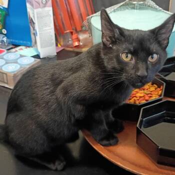 Lucifurr -  Domestic Short Hair Cat for Adoption in Springfield, Ohio - Lucifurr | PetCurious