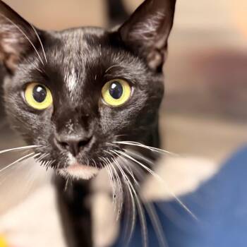 Dwight -  Domestic Short Hair Cat for Adoption in Cumming, Georgia - Dwight | PetCurious