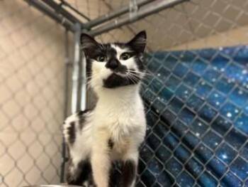 Susie -  Domestic Short Hair Cat for Adoption in Gainesville, Florida - Susie | PetCurious