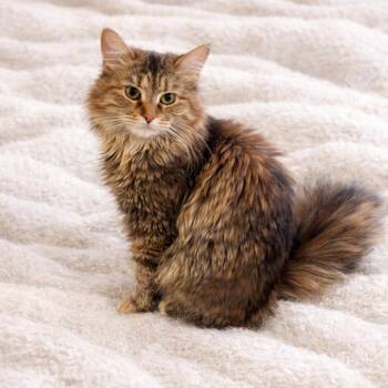 Domestic Long Hair Cats Available for Adoption - Nala | PetCurious