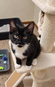 Miss Mustache -  Domestic Short Hair Cat for Adoption in Menasha, Wisconsin - Miss Mustache | PetCurious
