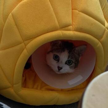 Domestic Short Hair Cats Available for Adoption - Violet | PetCurious