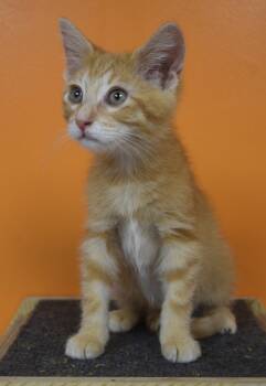 Floyd -  Domestic Short Hair Cat for Adoption in Yorktown, Indiana - Floyd | PetCurious