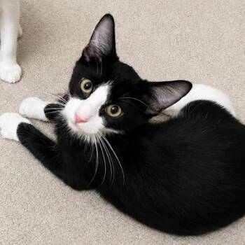 Alden 54382 -  Domestic Short Hair Cat for Adoption in Las Vegas, Nevada - Alden 54382 | PetCurious