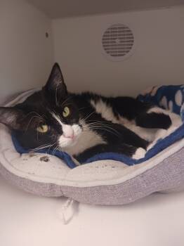 Rescue Domestic Short Hair Cats for Adoption in Prairie Du Chien, Wisconsin - Tessa | PetCurious