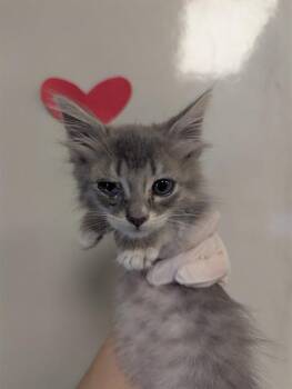 MYSTERY -  Domestic Short Hair Cat for Adoption in Ontario, California - MYSTERY | PetCurious