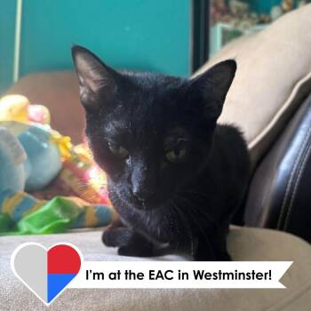 Rescue Domestic Short Hair Cats for Adoption in Fort Collins, Colorado - Salmon | PetCurious