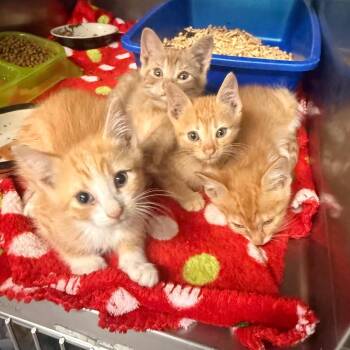 Leaf -  Domestic Short Hair Cat for Adoption in Flagstaff, Arizona - Leaf | PetCurious