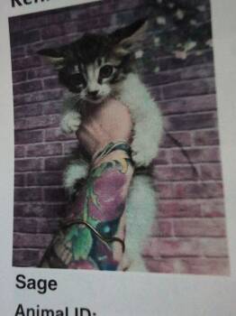 Sage -  Domestic Medium Hair Cat for Adoption in Parker, Colorado - Sage | PetCurious