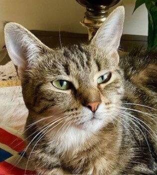Elle -  Domestic Short Hair Cat for Adoption in Richmond Hill, Ontario - Elle | PetCurious