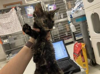 NANDUS -  Domestic Short Hair Cat for Adoption in Kent, Washington - NANDUS | PetCurious