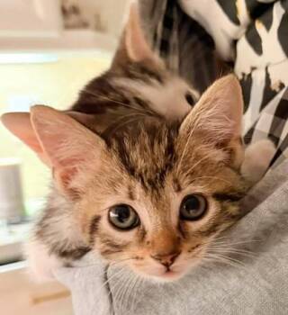 Bubbles -  Domestic Short Hair Cat for Adoption in Kansas City, Missouri - Bubbles | PetCurious