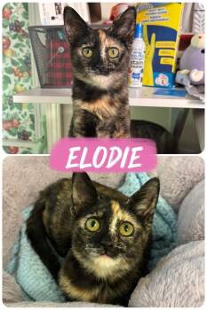 Elodie -  Domestic Short Hair Cat for Adoption in West Mifflin, Pennsylvania - Elodie | PetCurious