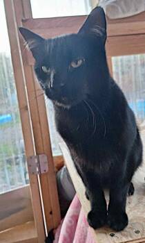 Rescue Domestic Short Hair Cats for Adoption in Anchorage, Alaska - Feisty | PetCurious