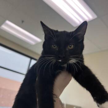 Domestic Short Hair Cats Available for Adoption - Meadow | PetCurious