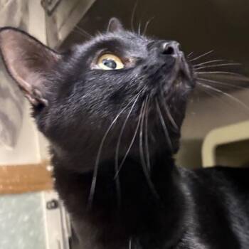 Dean -  Domestic Short Hair Cat for Adoption in Middletown, Rhode Island - Dean | PetCurious