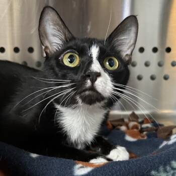 Domestic Short Hair Cats Available for Adoption in Denver, Colorado - Mama Qurious | PetCurious
