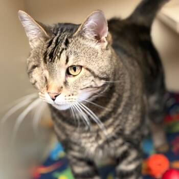 Buck -  Domestic Short Hair and Mixed Breed Cat for Adoption in South Elgin, Illinois - Buck | PetCurious