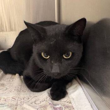Zero -  Domestic Short Hair Cat for Adoption in Winston-salem, North Carolina - Zero | PetCurious