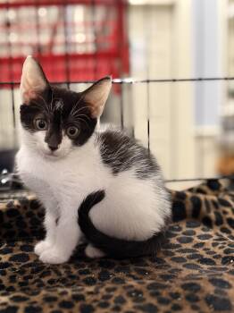 Cooper -  Domestic Short Hair Cat for Adoption in Pawleys Island, South Carolina - Cooper | PetCurious