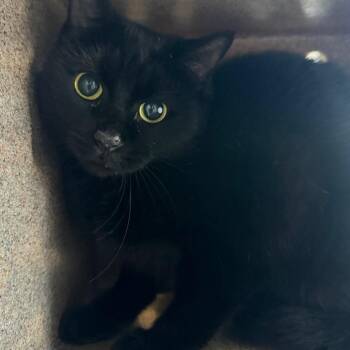 Lilybug -  Domestic Short Hair Cat for Adoption in Birmingham, Alabama - Lilybug | PetCurious