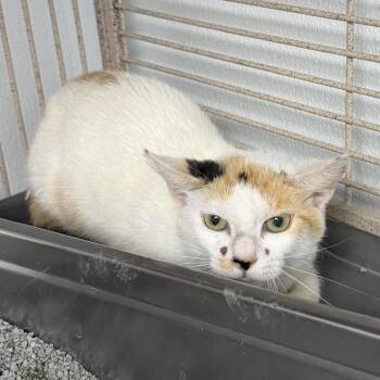 Keke -  Domestic Short Hair Cat for Adoption in Blairsville, Georgia - Keke | PetCurious
