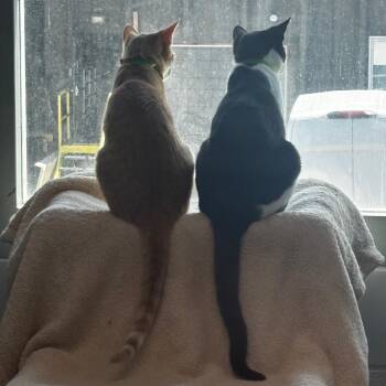 Loki -  Domestic Short Hair Cat for Adoption in Lakewood, Colorado - Loki | PetCurious
