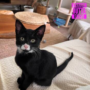 Pablo -  Domestic Short Hair Cat for Adoption in Vancouver, British Columbia - Pablo | PetCurious