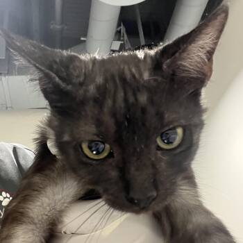 Bruce -  Domestic Short Hair Cat for Adoption in Tampa, Florida - Bruce | PetCurious