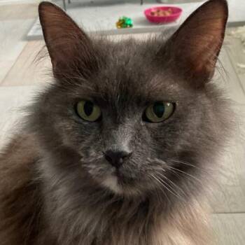 Domestic Long Hair Cats Available for Adoption in Riverside, California - Bella | PetCurious