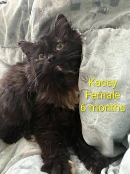 Domestic Long Hair Cats Available for Adoption in Pickering, Ontario - Kacey | PetCurious