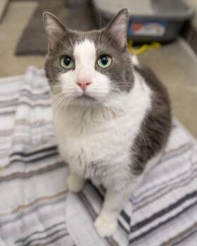 Domestic Short Hair Cats Available for Adoption - DANTE | PetCurious