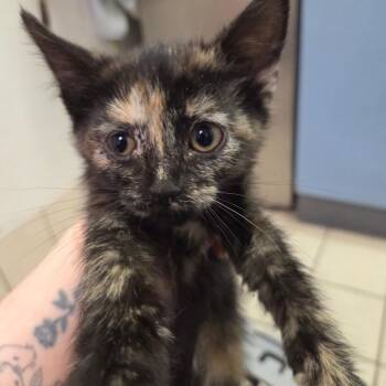 Domestic Short Hair Cats Available for Adoption - Annete | PetCurious