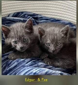 Edgar & Poe -  Domestic Short Hair Cat for Adoption in Macomb, Michigan - Edgar & Poe | PetCurious