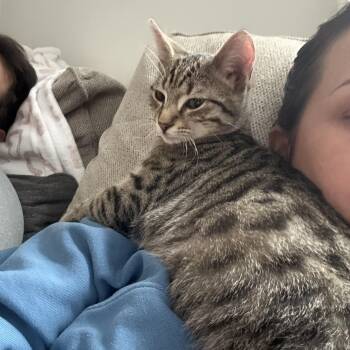 Domestic Short Hair Cats Available for Adoption - Binx | PetCurious