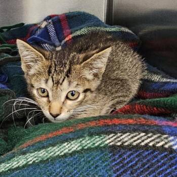 Jigsaw (24-10542) -  Domestic Short Hair Cat for Adoption in Fort Smith, Arkansas - Jigsaw (24-10542) | PetCurious