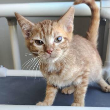 Grant -  Domestic Short Hair Cat for Adoption in Ponca City, Oklahoma - Grant | PetCurious