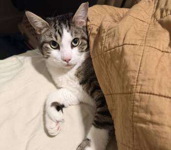 Extra Toes Cat Hemingway Polydactyl and Domestic Short Hair Cats Available for Adoption - Jimmy Bumblebean | PetCurious