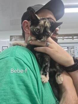 Bebe -  Domestic Short Hair Cat for Adoption in Glenfield, New York - Bebe | PetCurious