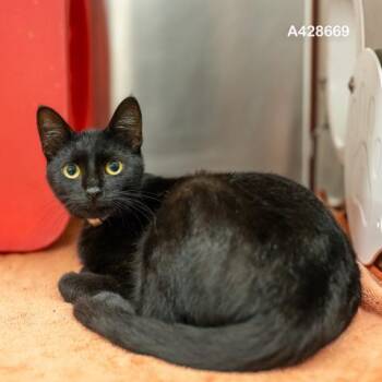 MARINA -  Domestic Short Hair Cat for Adoption in Conroe, Texas - MARINA | PetCurious