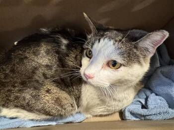 Domestic Short Hair Cats Available for Adoption - ROBIN | PetCurious