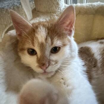 Domestic Short Hair Cats Available for Adoption - Gingerbread | PetCurious