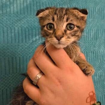Wallace -  Tabby and Scottish Fold Cat Available for Adoption in Tehachapi, California - Wallace | PetCurious